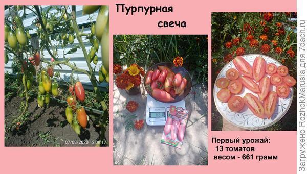 Чёрный, красный, золотой - всех попробуем гурьбой! Мы уже продегустировали свои томаты от "Аэлиты"!