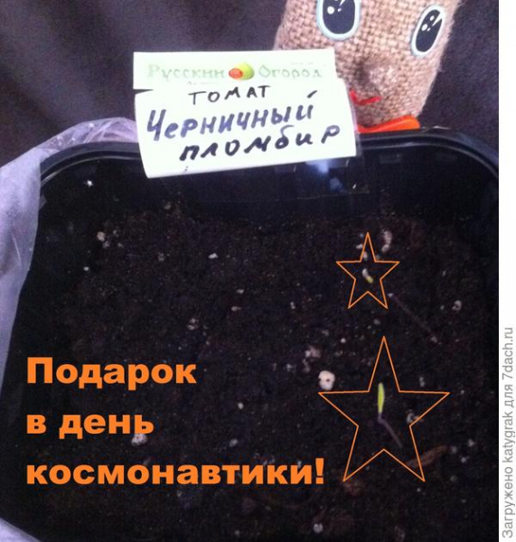 Томат "ЧП" - старт без происшествий