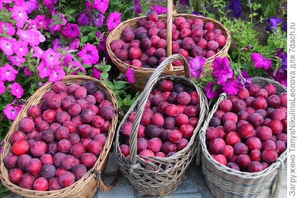Слива русская (Алыча гибридная) "Кубанская комета". Описание сорта, уход. Фото