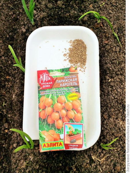 Морковь 'Парижская каротель' от агрофирмы "Аэлита". Тест на всхожесть