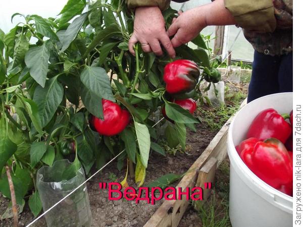 Урожай из семян НПО "Сады России"