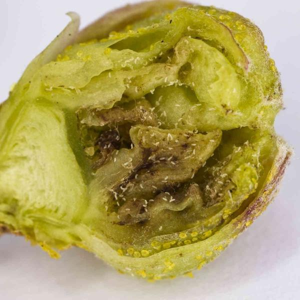 Почковый клещ на смородине: как с ним бороться
