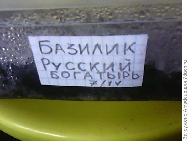 Базилик Русский богатырь. Тест на всхожесть (продолжение)