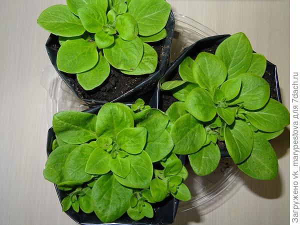 Пакеты для рассады из плёнки: опыт использования, советы, фото