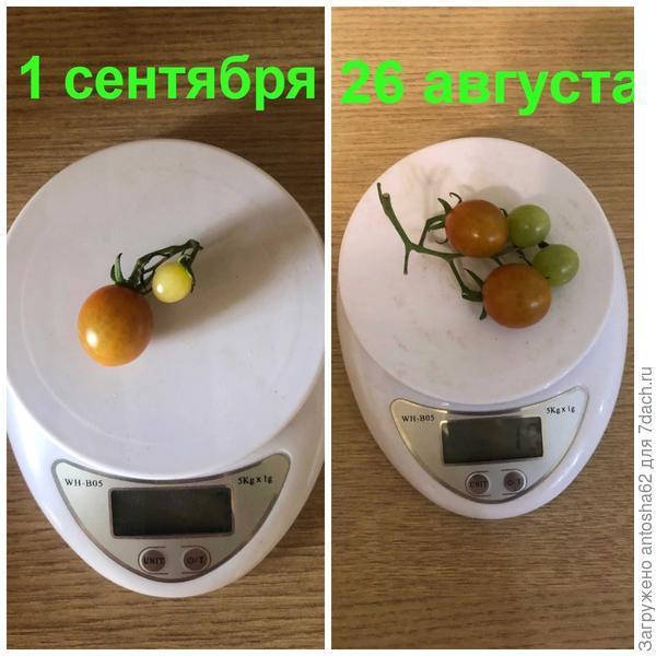 Урожай томатного царства от "Русского Огорода" собран!