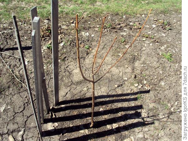 Выращивание персика в условиях средней полосы. Личный опыт читателя