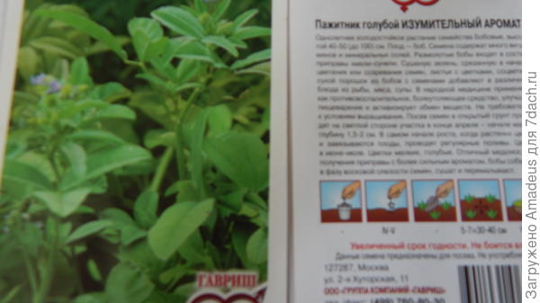Пажитник голубой Изумительный аромат. Начало созревания семян