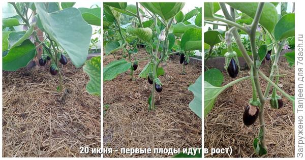 Баклажаны для теплицы. Подкормки, поливы, мульчирование. Фотографии