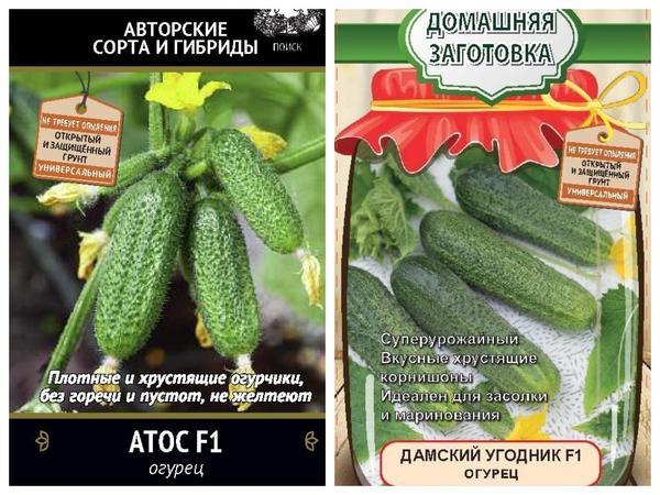 Огурец - молодец! Полезные свойства огурцов и рекомендации по их выращиванию