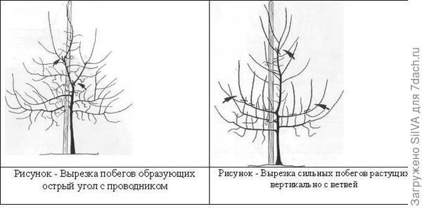 Посадка и уход за грушей. Сорта и болезни груши