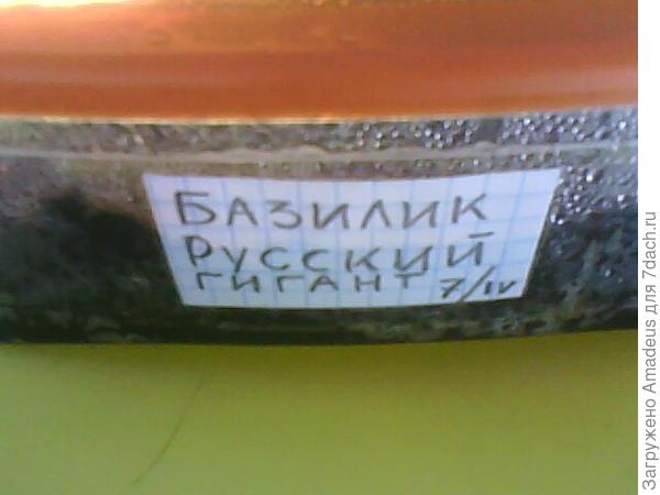 Базилик Русский гигант. Тест на всхожесть (продолжение)