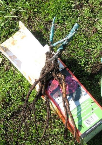 Пополнение в мой розарий. Часть вторая: саженцы из питомника "Братья Топалович"