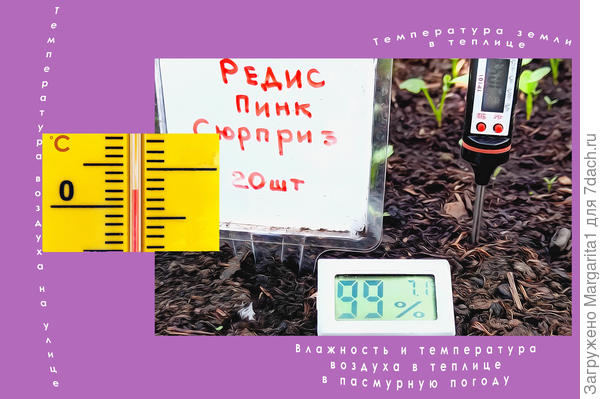 "Верю - не верю, посеяла - проверю". Редис 'Пинк Сюрприз'. Посев в теплицу