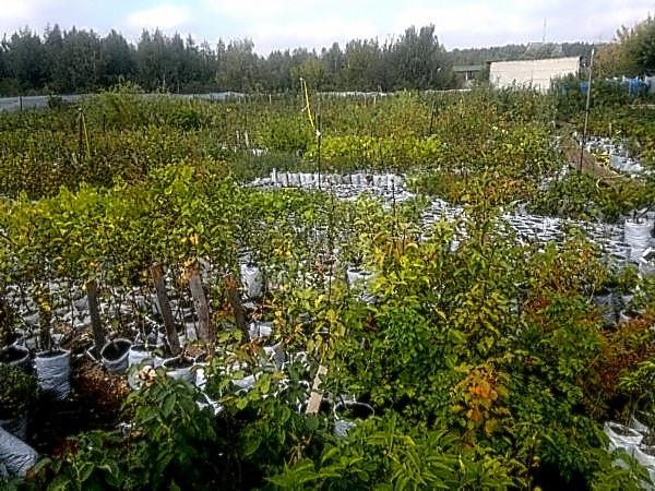 Выбор саженцев и посадка плодовых деревьев - общие рекомендации
