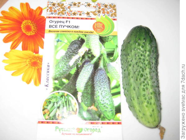 Первые огурчики из конкурсного парничка!