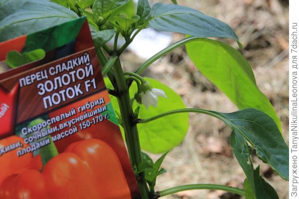 Перец сладкий "Золотой поток F1". Уход в теплице. Первые цветы