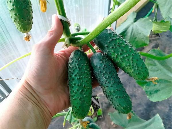 Какой сорт лучше: урожайные огурцы и кабачки