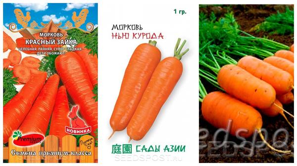 Что посеять на огороде в июле: выбираем семена овощей для летнего посева