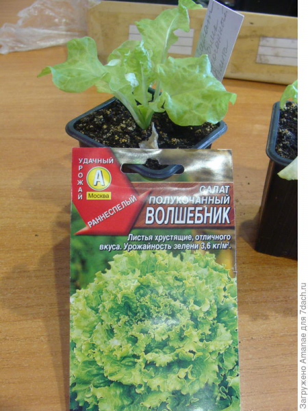 Зимний огород, январь