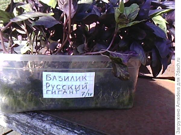 Базилик Русский гигант. Высадка в теплицу и открытый грунт