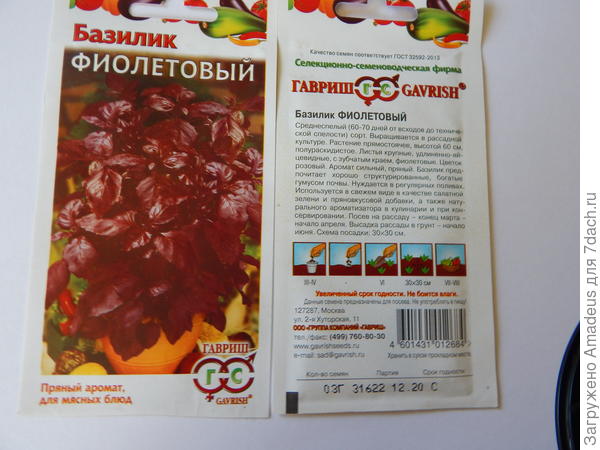 Базилик Фиолетовый. Итоги