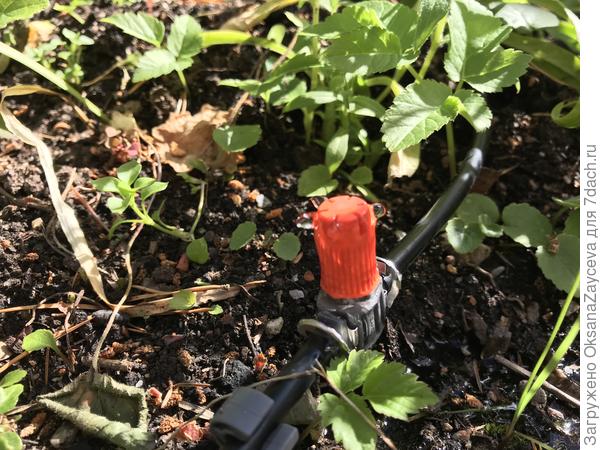 Микрокапельный полив "Базовый с таймером" от GARDENA. Часть 2