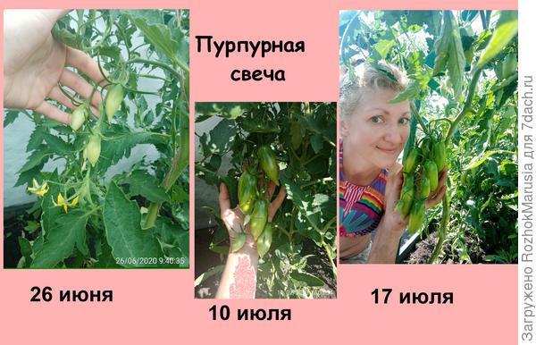 Чёрный, красный, золотой - всех попробуем гурьбой! Мы уже продегустировали свои томаты от "Аэлиты"!