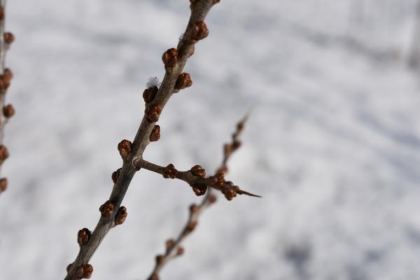 Как размножить облепиху черенками