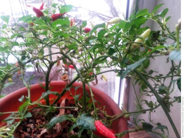 Мой огород на подоконнике