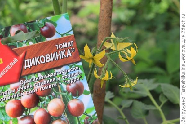 Томат "Диковинка". IV этап. Теплица. Первые цветы