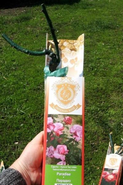 Пополнение в мой розарий. Часть вторая: саженцы из питомника "Братья Топалович"