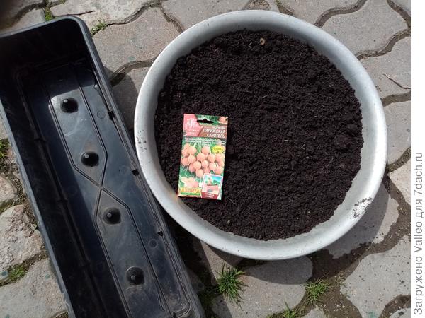 Морковь 'Парижская Каротель' от агрофирмы
