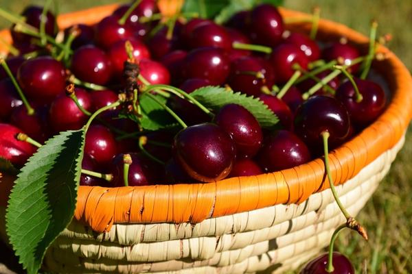 Вишня: размножение, посадка и уход