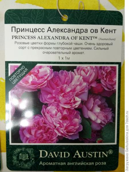 Мои первые Остинки