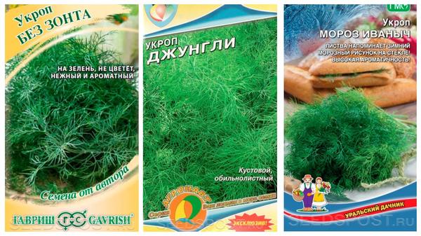 Что посеять на огороде в июле: выбираем семена овощей для летнего посева