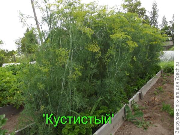 Урожай из семян НПО "Сады России"