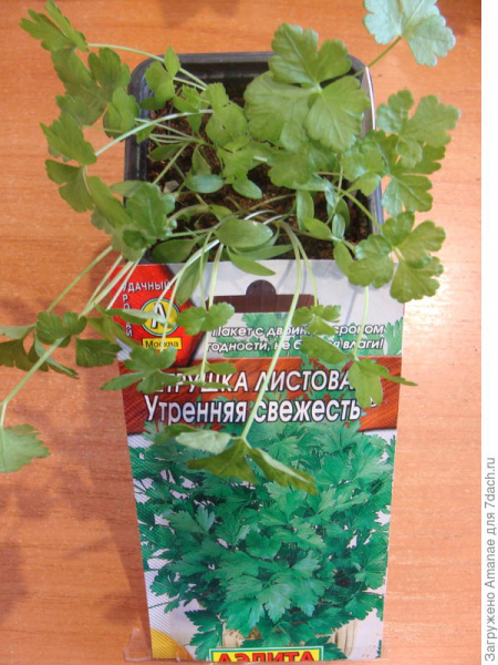 Зимний огород, январь