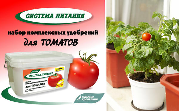 Чем подкармливать и обрабатывать томаты, перцы и баклажаны на подоконнике