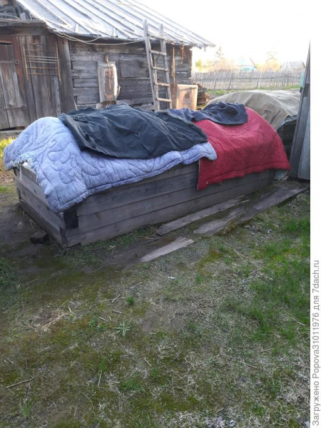 Сладкий перец 'Фиолетовый куб'. Пересадка на пмж