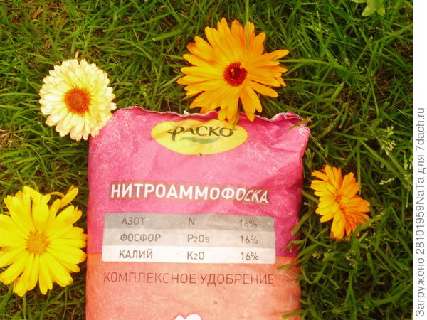 Вишня Владимирская дала нам хороший урожай. Описание сорта, выращивание. Фото