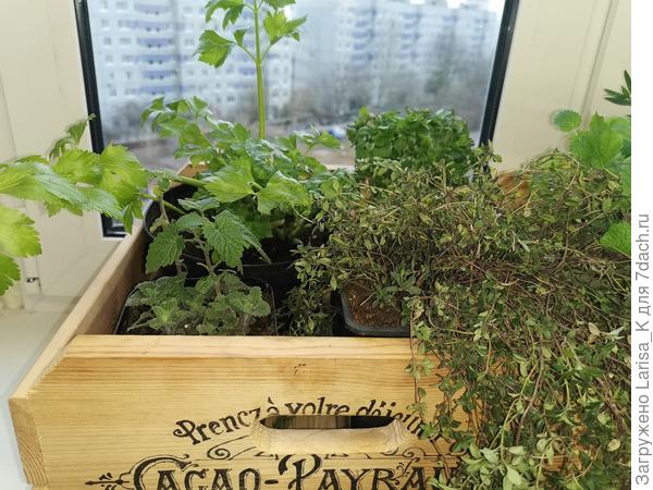 Мой ароматный огород на подоконнике