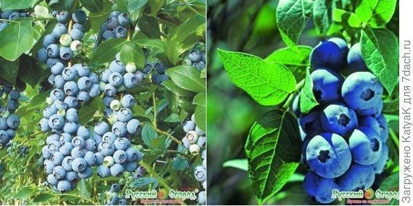 Долгожданная посылка с луковичными и саженцами!