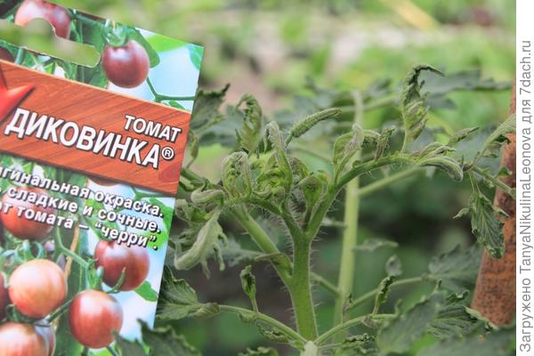 Томат "Диковинка". IV этап. Теплица. Первые цветы