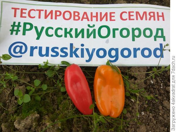Перец 'Апельсин красный' F1. Три дороги, три пути, какая же оказалась успешнее?