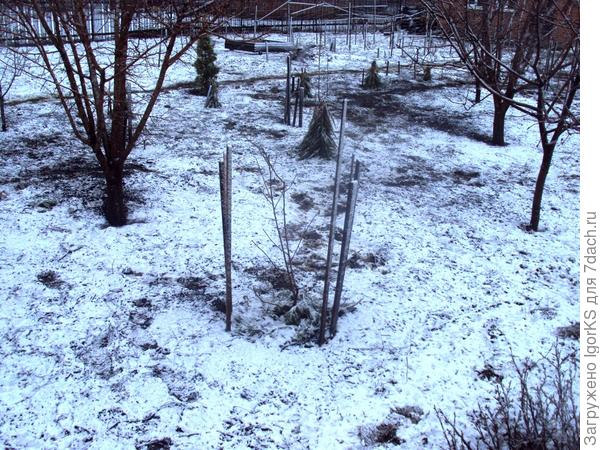 Выращивание персика в условиях средней полосы. Личный опыт читателя