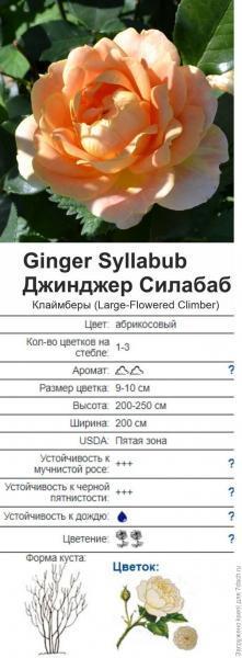 Посылка с розами от Татьяны Максимовской. "Океан роз". Отзыв с фото