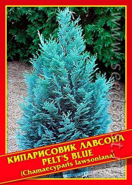 Хвойные из семян