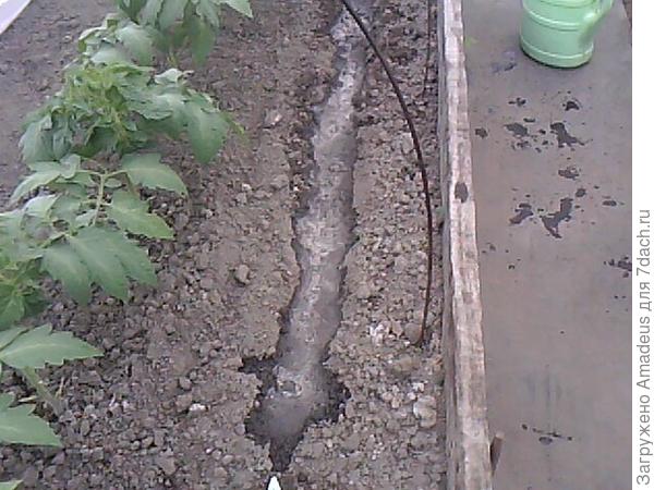 Базилик Русский богатырь. Высадка в теплицу