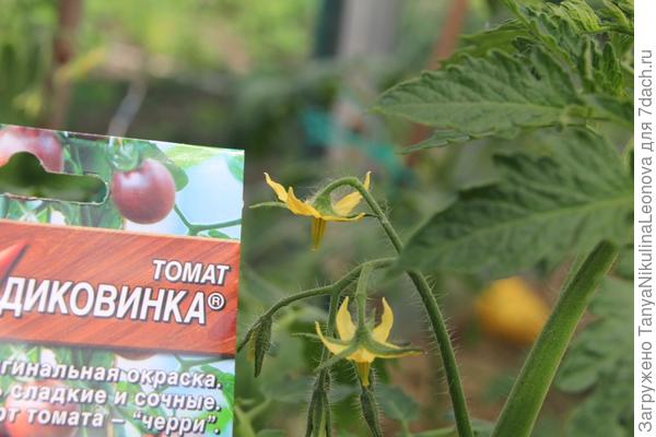 Томат "Диковинка". IV этап. Теплица. Первые цветы