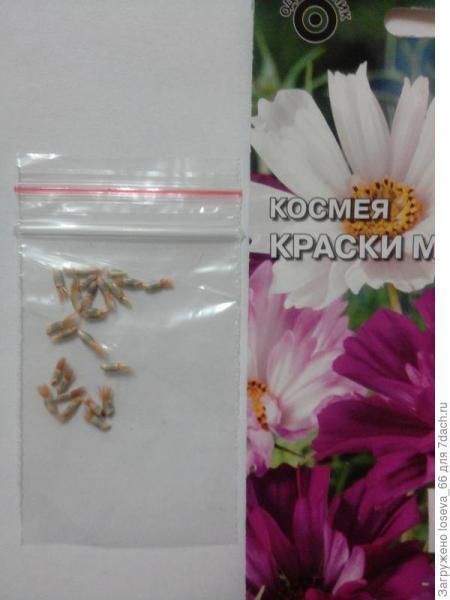 Маска, кто ты?
